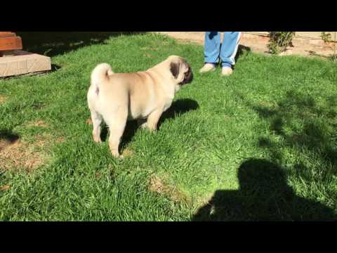shih tzu for sale bulacan shih tzu 3 for sale puppy funnydog tv shih tzu for sale bulacan shih tzu 3 for sale puppy funnydog tv