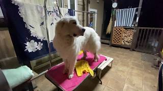 【ルンルンの裏庭】夜中に綺麗にしてもらったルンルン