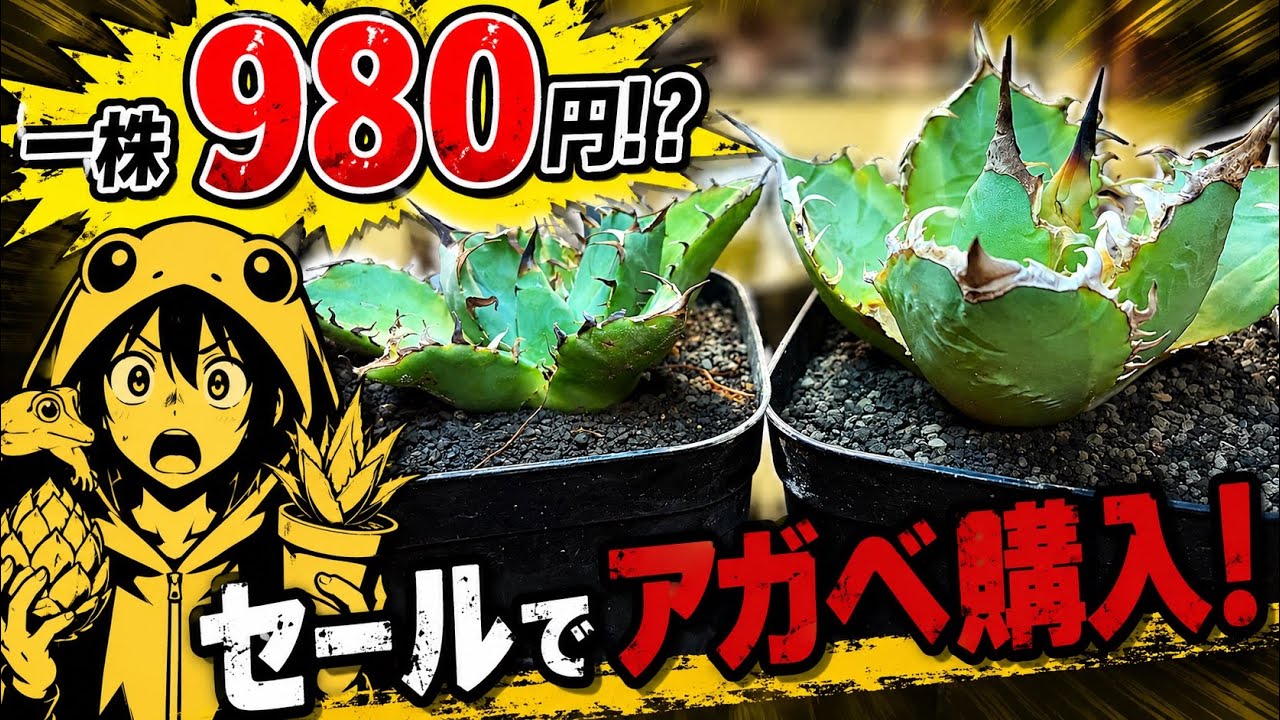 一株980円！セールでアガベ購入！ - YouTube