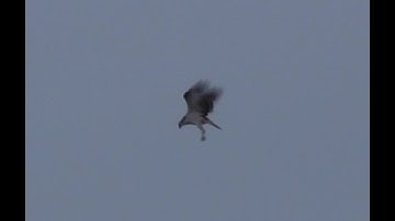 Visarend Pandion haliaetus, jagend (zonder succes)