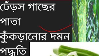 ঢেঁড়স গাছের পাতা কুঁকড়িয়ে গেলে কী কী পদক্ষেপ নিবেন