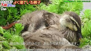 カルガモ親子まとめA組⑦25~32日目【餌付けで迷子の子ガモ 母が