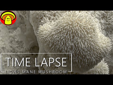 Stunning Lions Mane Mushroom Time Lapse | Grow Edible Mushrooms at Home