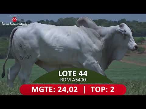 LOTE 44