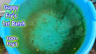 Guppy Fry's Update 1st Batch/Cleaning & Maintenance Fish pond/#diy #fishpond #minifishpond #guppy