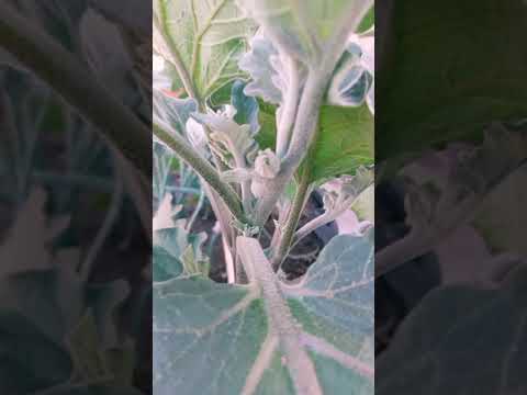 ماذا نفعل في مرحلة تزهير الباذنجان عشان نحافظ على الازهار ويتم التخصيب والعقد بنجاح