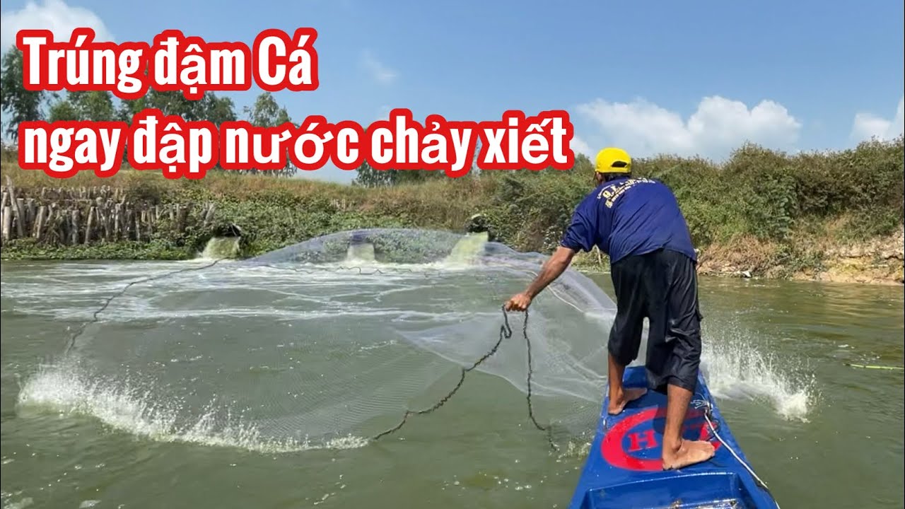 Chài Cá Ở Đập Nước Chảy Mạnh TRÚNG ĐẬM 1 XUỒNG CÁ • Fish | Bông Lúa Đồng Tháp