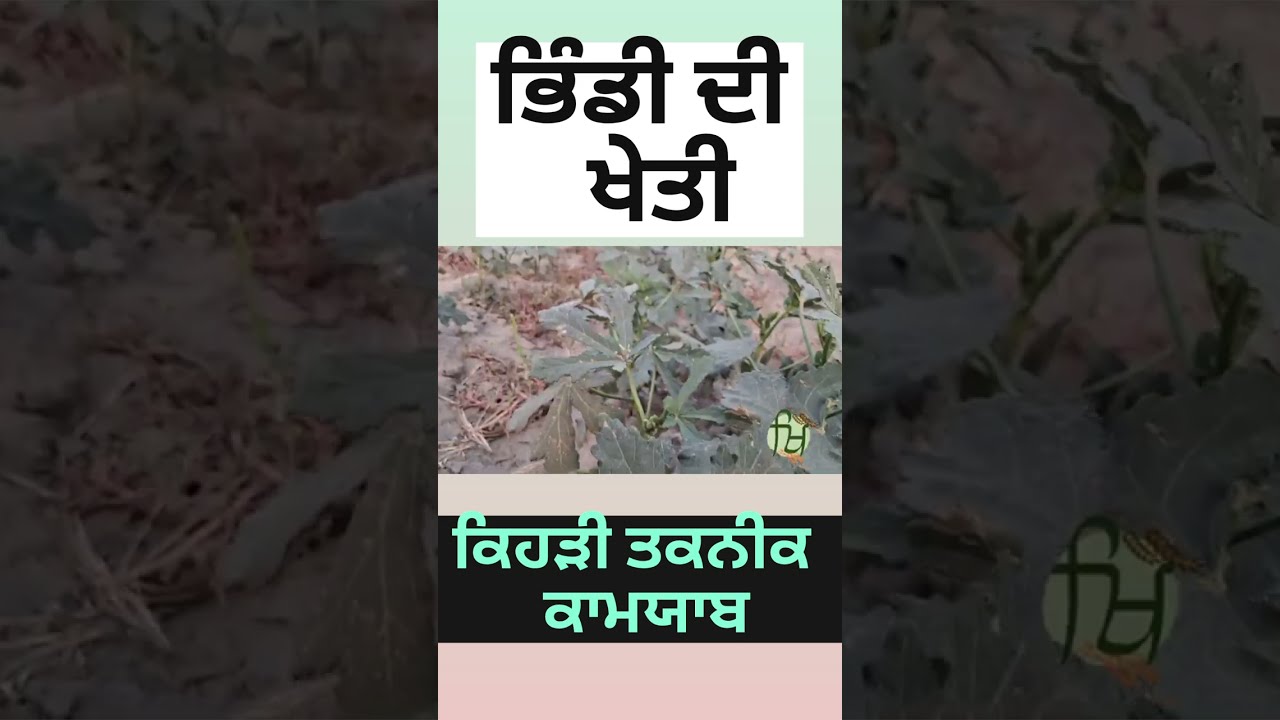 ਭਿੰਡੀ ਦੀ ਖੇਤੀ ਦਾ ਸਹੀ ਢੰਗ ,ਕਰਦੂ ਮਾਲੋ ਮਾਲ Bhindi ki kheti 