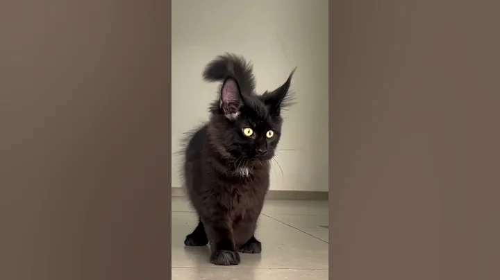 Watch the video about Maine coon kittens available 7594835544 #trending #cat #trending #persianlovers #explore #pets