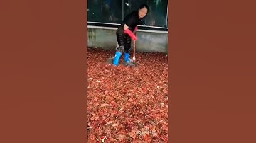 quá nhiều tôm hùm đất #shorts