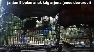 suara perkutut bangkok screenshot 3