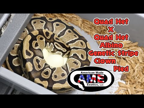 Quad Het x Quad Het Albino Genetic Stripe Clown Pied Eggs!!  AME v25 vid