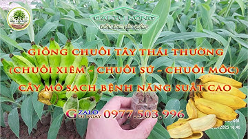 Chuyên Cây Giống Chuối Tây Thái Lan (Chuối Xiêm - Chuối Sứ - Chuối Mốc) Cấy Mô/ 0977503996.