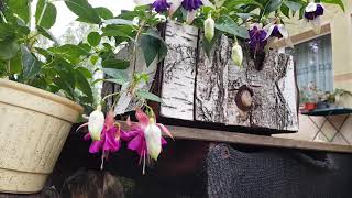 Fuksja nr 480 ,,Blue Angel"  Fuchsia / Ułanka