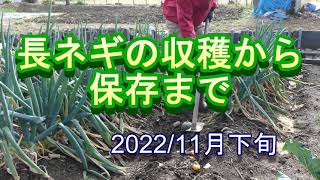 家庭菜園で長ネギの収穫方法とその後は天日干しをしてから保存した