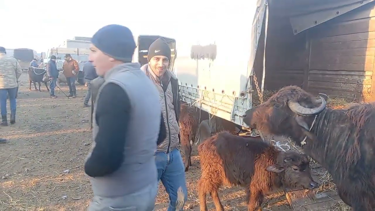 Berde mal bazarı 24.01.2025.050.571.71.57