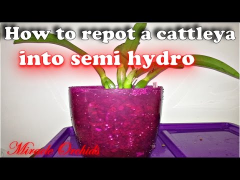 Video: Yuav Tu Cattleya Orchid Li Cas?