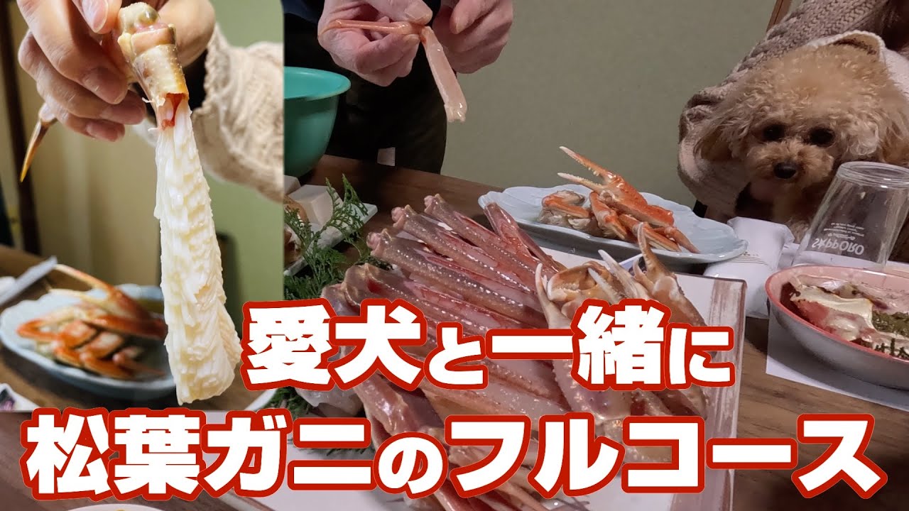 【浜坂🦀超贅沢な松葉ガニづくしを愛犬と個室で】♨️食事後は天然温泉✨犬連れスポットも紹介😃