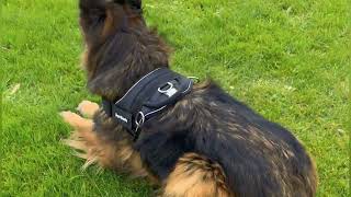 Dog Harness Review Rogue Royalty Quickfit Dog Harness