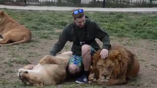 Львица Чоли хочет обнять туриста !!!