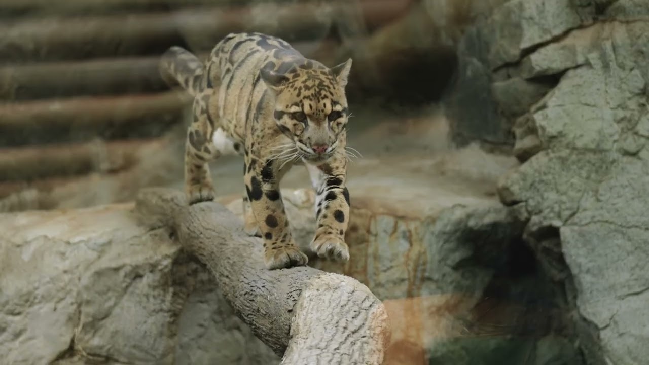 Clouded Leopard