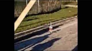 Squirrel Rocket
