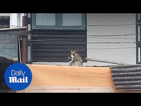Monkey kidnaps kitten and keeps it hostage on roof in Thailand