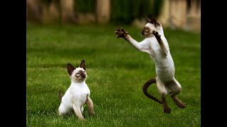 Animal World funny animal videos cat videos cute animals