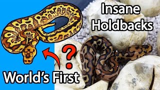 Celebrity WORLD'S FIRST SNAKE? INSANE HOLDBACKS! DESERT GHOST/CLOWN | BALL PYTHONS #SNAKES # REPTILES #PYTHONS Profile