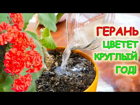 Хотите что бы ГЕРАНЬ пышно ЦВЕЛА КРУГЛЫЙ ГОД? - Давайте ей ЭТО!