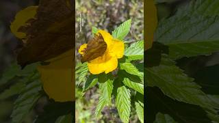 Attractive yellow flowers || Home Gardening | #garden #trending #viral #shorts #flowers Attractive yellow flowers || Home Gardening | #garden #trending #viral #shorts #flowers