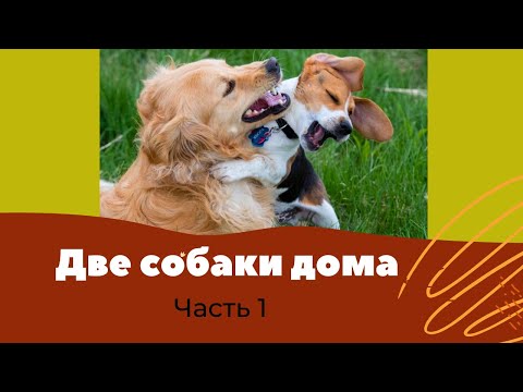 Видео: Как дрессировать двух собак одновременно