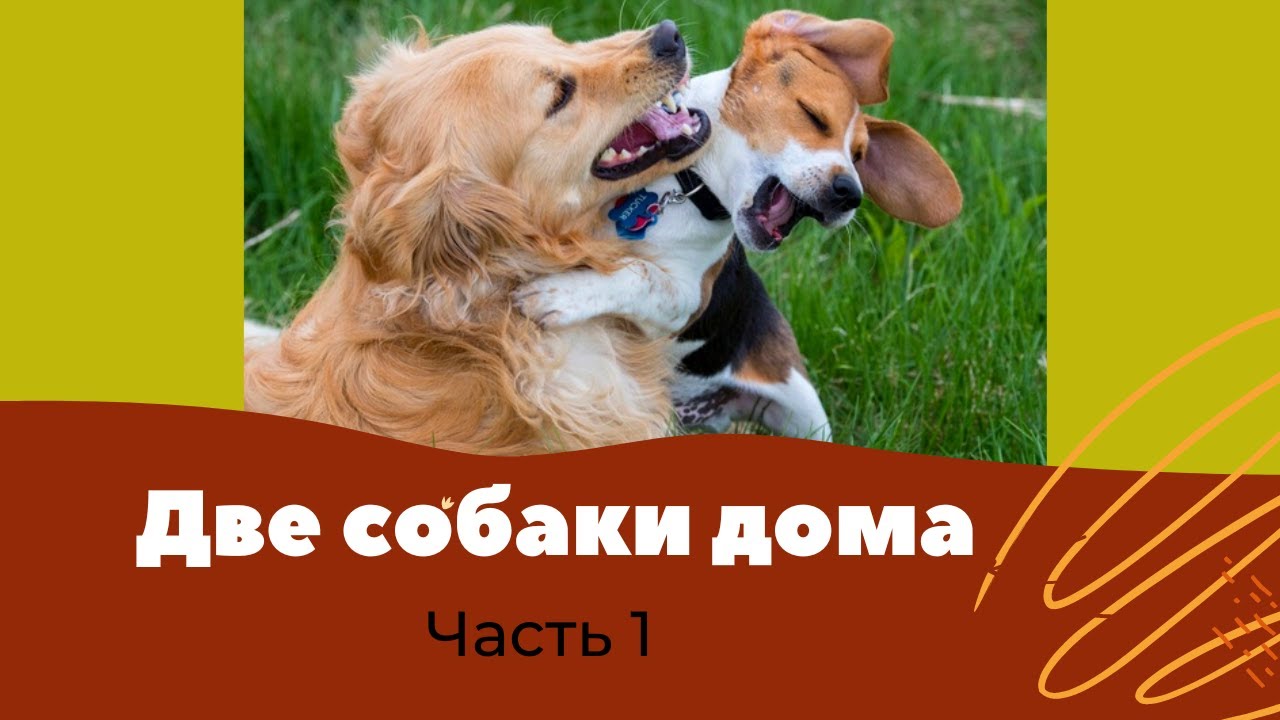 Дома 2 собаки. 1 часть - Основные правила общения двух собак. - YouTube