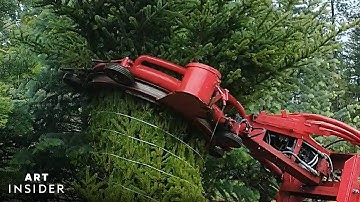 How Christmas Trees Are Harvested | Art Insider