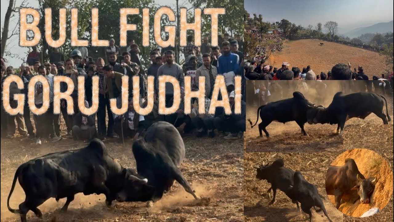 Traditional bull fight at tarkeshower-3 nuwakot taruka 