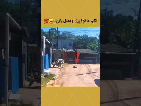 كلب ماكر وممثل بارع