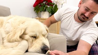 Waking up Golden Retriever with Food