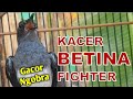 Kacer Betina Gacor Ngobra Buka Ekor Birahi Memanggil Jantan - Female Magpie-robin Song Sound Call