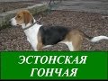 Эстонская гончая!ПОЛЕЗНО знать