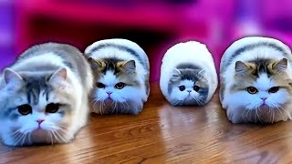 This is how Munchkin cats melt our hearts | ShortLegged Cat