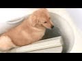 お風呂に落ちる犬
