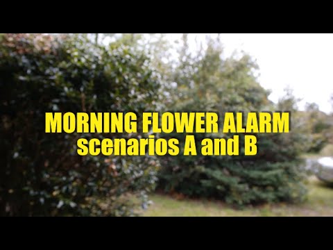 morning flower alarm scenarios a and b ep 17 youtube