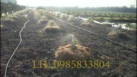 Béc tưới tiết kiệm nước tưới bưởi da xanh  www vnplant com 0985833804