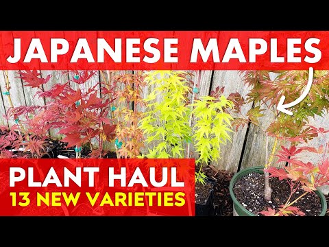 ვიდეო: Clump Maple Trees: პოპულარული ნეკერჩხლის შეგროვების ჯიშები