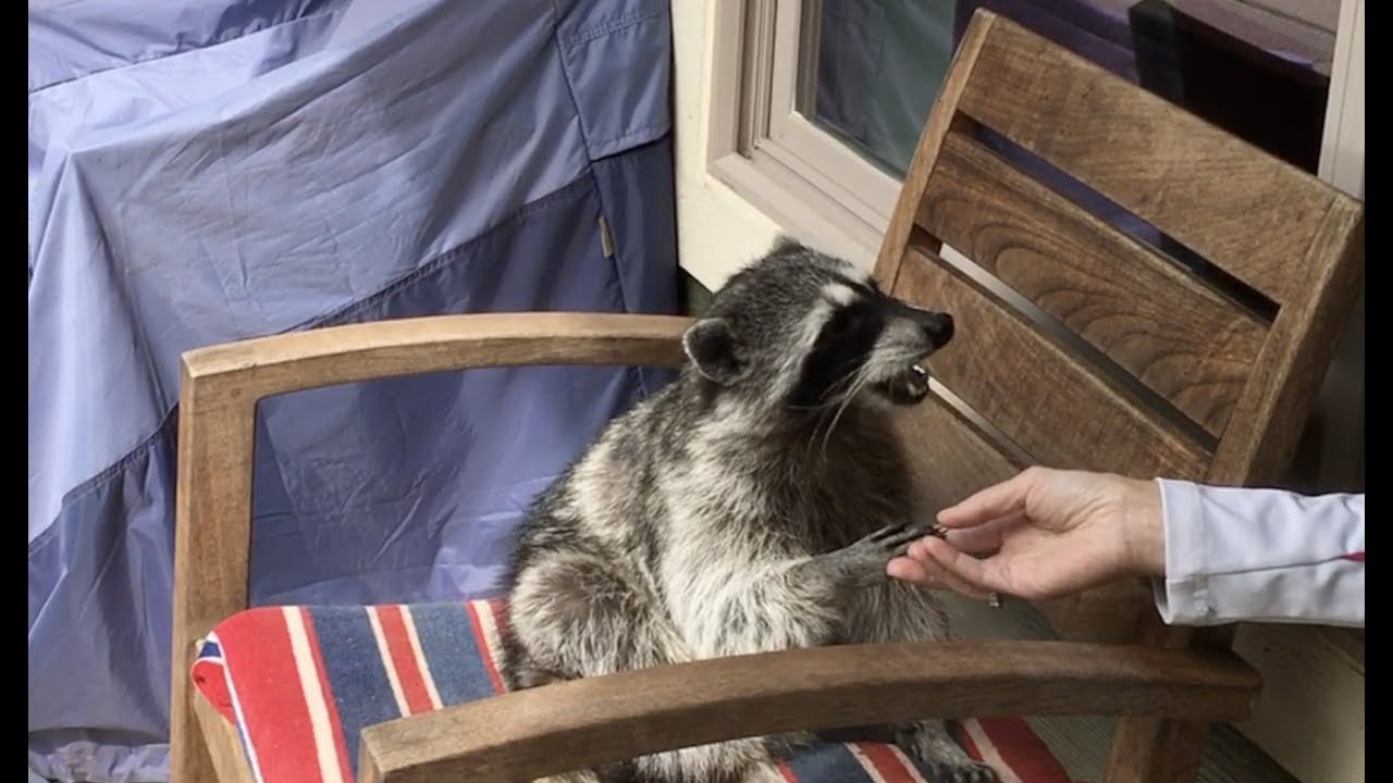Gracie Raccoon Part 25 Naturally Sweet YouTube
