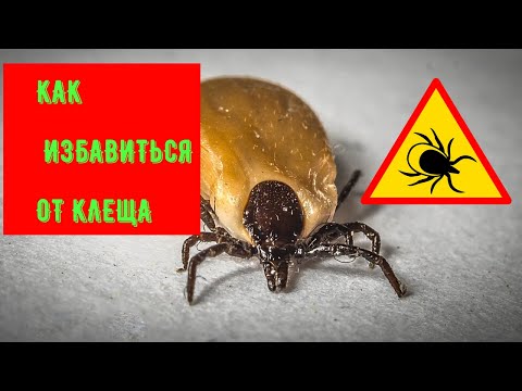 КАК ИЗБАВИТЬСЯ ОТ КЛЕЩА HOW TO GET RID OF A TICK