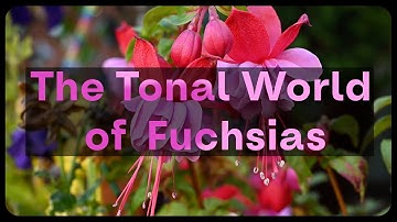 Fuchsias Made Easy: a Fuchsia Plant Guide