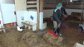 Cleaning the barn getting ready for lock down (Cam #2)... Live Stream November 21, 2018 Cleaning the barn getting ready for lock down (Cam #2)... Live Stream November 21, 2018