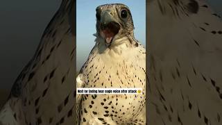 wait for Ending hear eagle voice after attack 😞😯 #viral #eagle #shortvideos #funny #animals #usa