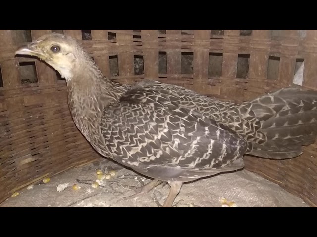 suara pikat ayam hutan hijau betina memanggil jantan class=